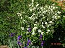 viburnum plicatum Popcorn