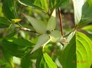 cornus kousa - prima floare dupa 6 ani