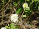 fothergilla Major