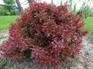 berberis Admiration