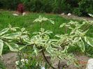 cornus controversa Variegata
