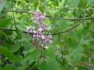 syringa Superba