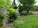 wisteria