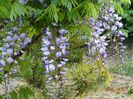 wisteria