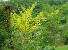 gleditsia Sunburst