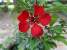 chaenomeles Etna