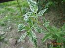 sambucus nigra Pulverulenta