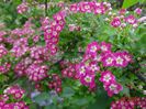 crataegus Punicea