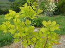 cotinus coggyria Golden Spirit