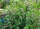 lonicera tatarica