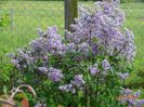 syringa Marechal Foch
