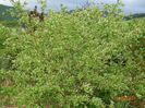 salix Hakuro Nishiki a scapat de foarfeca anul asta