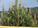 pinus sylvestris