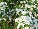 crataegus monogyna