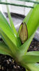 paphiopedilum "philippinense"