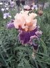 IMG-20200517-WA0074