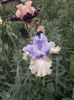 IMG-20200517-WA0073