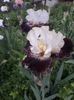 IMG-20200517-WA0068
