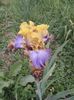 IMG-20200517-WA0066