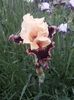 IMG-20200517-WA0063