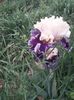 IMG-20200517-WA0062