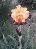 IMG-20200517-WA0054