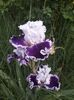 IMG-20200517-WA0048