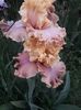 IMG-20200517-WA0047