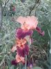 IMG-20200517-WA0045