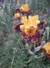IMG-20200517-WA0033