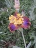 IMG-20200517-WA0032