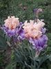 IMG-20200517-WA0027