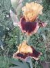 IMG-20200517-WA0026