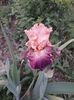 IMG-20200517-WA0024