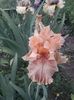 IMG-20200517-WA0022
