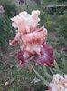 IMG-20200517-WA0020