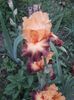 IMG-20200517-WA0021
