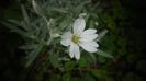 Cerastium