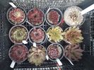 Sempervivum 8