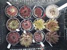 Sempervivum 8