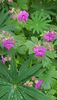 Geranium printre lupin
