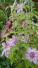 Clematita Neli Moser