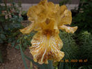 tiger honey-12