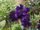 dark passion-12