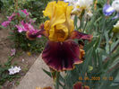 bold encouter-8
