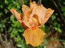 Orange Petals