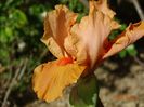 Orange Petals