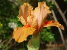 Orange Petals