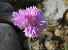 dianthus Rose de Mai