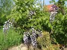 wisteria